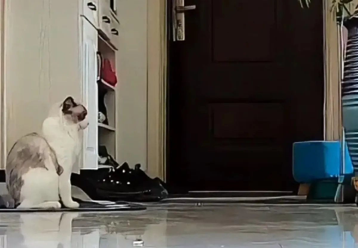 女子忘記關門！貓嘗試闔起失敗「守整晚」